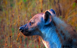 Hiena en la sabana: Wallpaper 4K de alta calidad