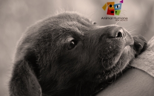 Cachorro en sepia - Fondo de pantalla 4K de alta calidad