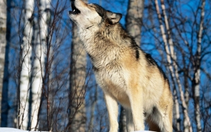 Lobo aullando en bosque nevado - Wallpaper 4K alta calidad