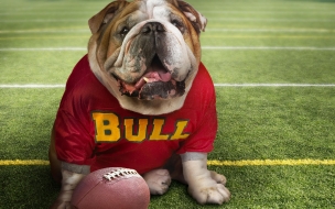 Bulldog jugador: Wallpaper divertido en alta calidad