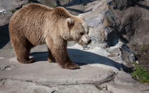 Fondo de pantalla oso pardo caminando