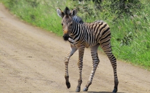 zebra pequeña caminando