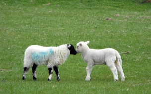 hermosas ovejitas cariñosas