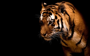 Fondo de pantalla tigre timido
