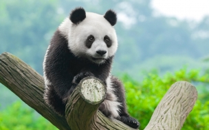 Panda 2560x1440 cute animals 4k