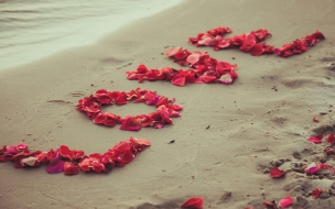 Shore 2560x1440 5k 4k wallpaper 8k beach petals love sand