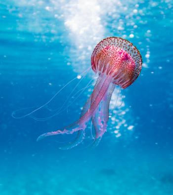 Fondo de Pantalla de 1076758_file.jpeg