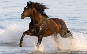 Caballo corriendo en playa