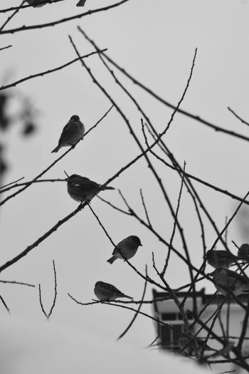 Imagen de Pájaro, Rama, Ramita