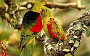 Fondo de pantalla loros con color extraño