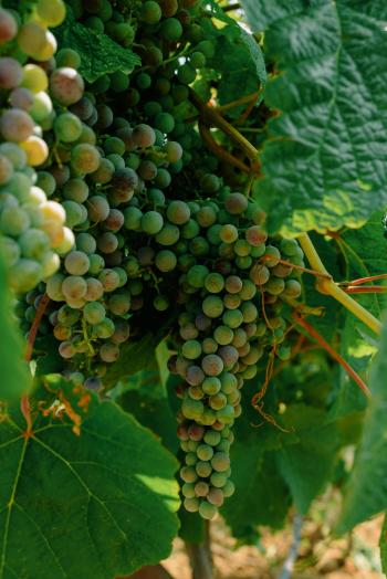 Fondo de Pantalla de pexels_15170760.jpg