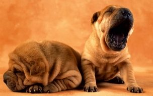 Fondo de pantalla perro bostezando