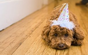 Fondo de pantalla perro cumpleañero