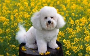 Fondo de pantalla perro sentado en barril