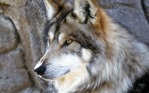 Fondo de pantalla lobo mirando