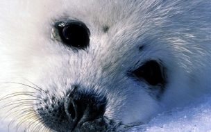 Fondo de pantalla foca bebe