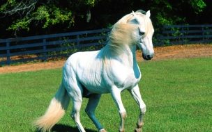 Fondo de pantalla caballo blanco en potrero