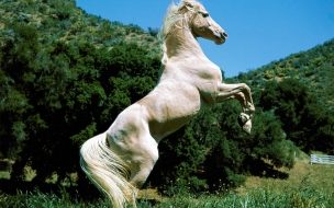 Fondo de pantalla caballo relinchando