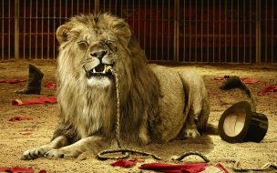 Fondo de pantalla leon hambriento