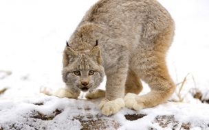 Fondo de pantalla lince de nieve