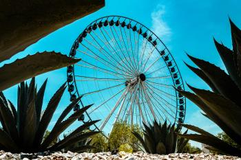 Rueda de la fortuna con vegetación, fondos de pantalla vibrantes.