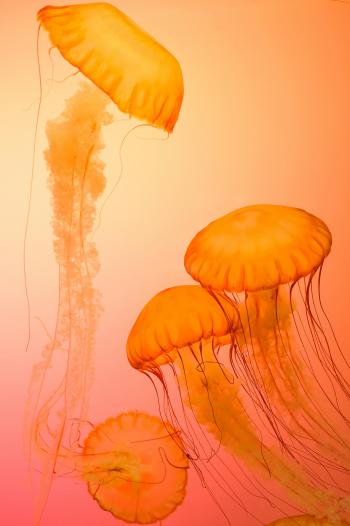Medusas naranjas en el océano, fondos de pantalla, arte, naturaleza, belleza.