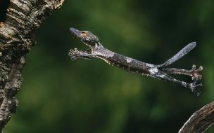 Fondo de pantalla lagartija saltando
