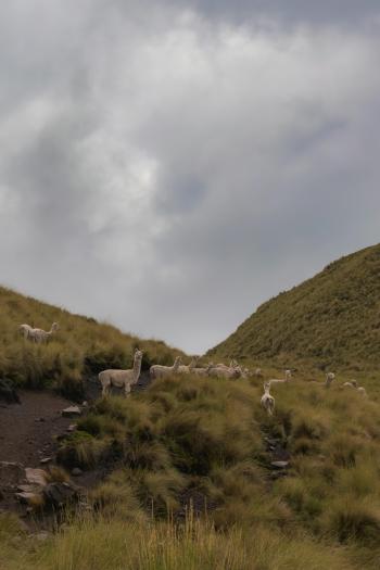 Alpacas en paisaje montañoso, naturaleza, fondo de pantalla, animales.