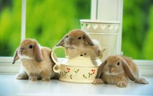 Fondo de pantalla conejos timidos