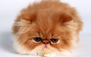 Gatito esponjoso en alta calidad para tu fondo 4K