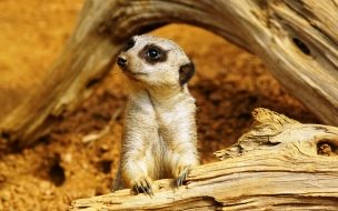 Fondo de pantalla huron en un tronco