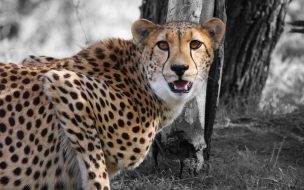 Leopardo en la naturaleza: Fondo de pantalla 4K HD