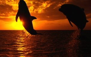 Fondo de pantalla delfines saltando en la noche