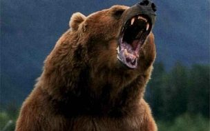 Bear Wild animals wallpapers