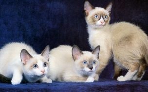 Gatitos siameses en fondo azul - Wallpaper 4K calidad