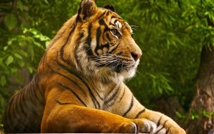 Tigre majestuoso en la selva - Wallpaper 4K HD