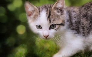 Gatito adorable en el jardín: fondo 4K alta calidad