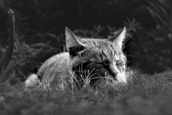 Fondo de Pantalla de pixabay_7995160.jpg