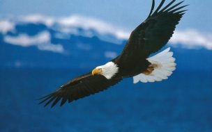 Fondo de pantalla aguila volando