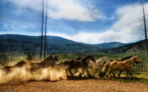 Fondo de pantalla carrera de caballos