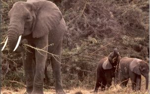 Fondo de pantalla elefanta con sus 2 hijos