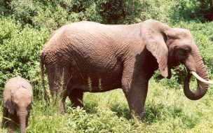 Fondo de pantalla elefantes alimentandose