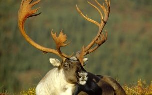 Fondo de pantalla reno descansando