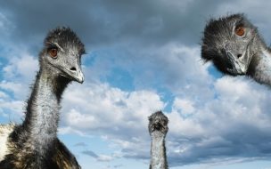 Fondo de pantalla cabezas de avestruz