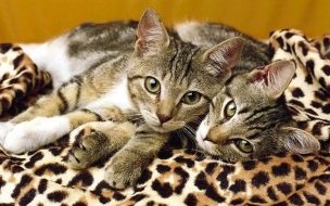 Gatitos en manta leopard 4K: wallpaper alta calidad