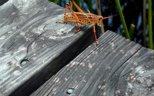 Fondo de pantalla saltamonte