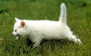 Gatito blanco en el césped verde - Wallpaper 4K HD