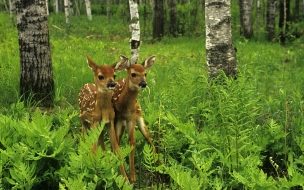Fondo de pantalla venados comiendo