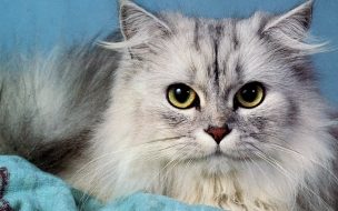 Gato persa en alta calidad: elegante fondo 4K para PC