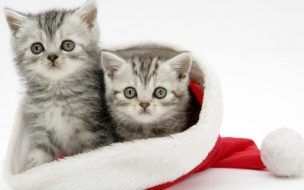 Fondos hd gatitos metidos en gorro navideño